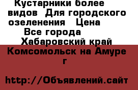 Кустарники более 100 видов. Для городского озеленения › Цена ­ 70 - Все города  »    . Хабаровский край,Комсомольск-на-Амуре г.